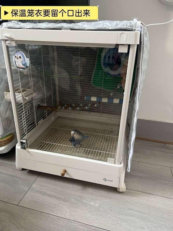 新手养虎皮丨鹦鹉冬天保暖指南（保暖工具+注意事项）