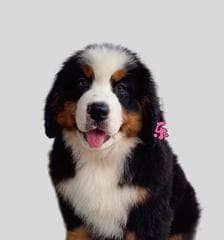 伯恩山犬价格、特点及与圣伯纳的区别解析