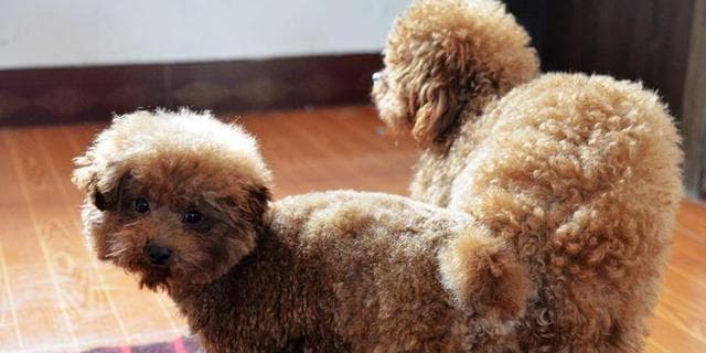 泰迪犬饲养全指南：从选购到护理，打造幸福泰迪生活