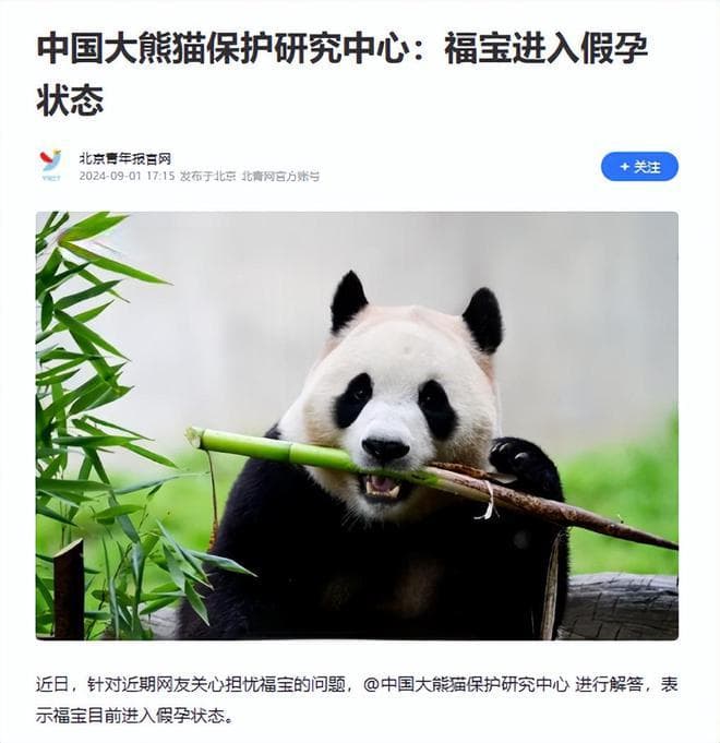 大熊猫福宝状态异常，没食欲也不活跃，专家：福宝以为自己怀孕了