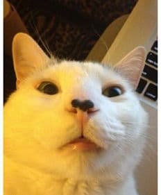猫咪眼疾症状与治疗：从红肿流泪到视网膜剥离