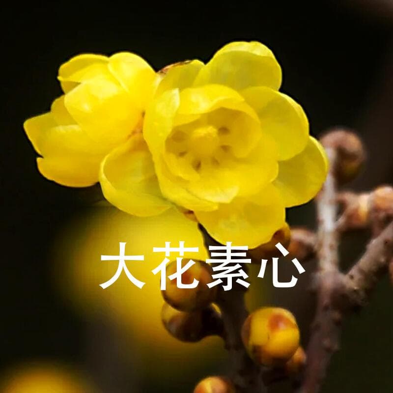 腊梅嫁接最佳时间