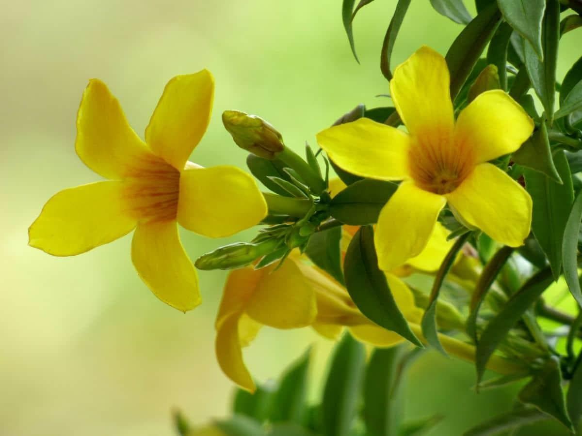 黄色茉莉花：特征与养护指南