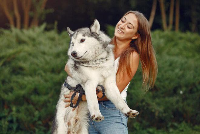 阿拉斯加犬和哈士奇有什么区别？如何区分阿拉斯加犬和哈士奇