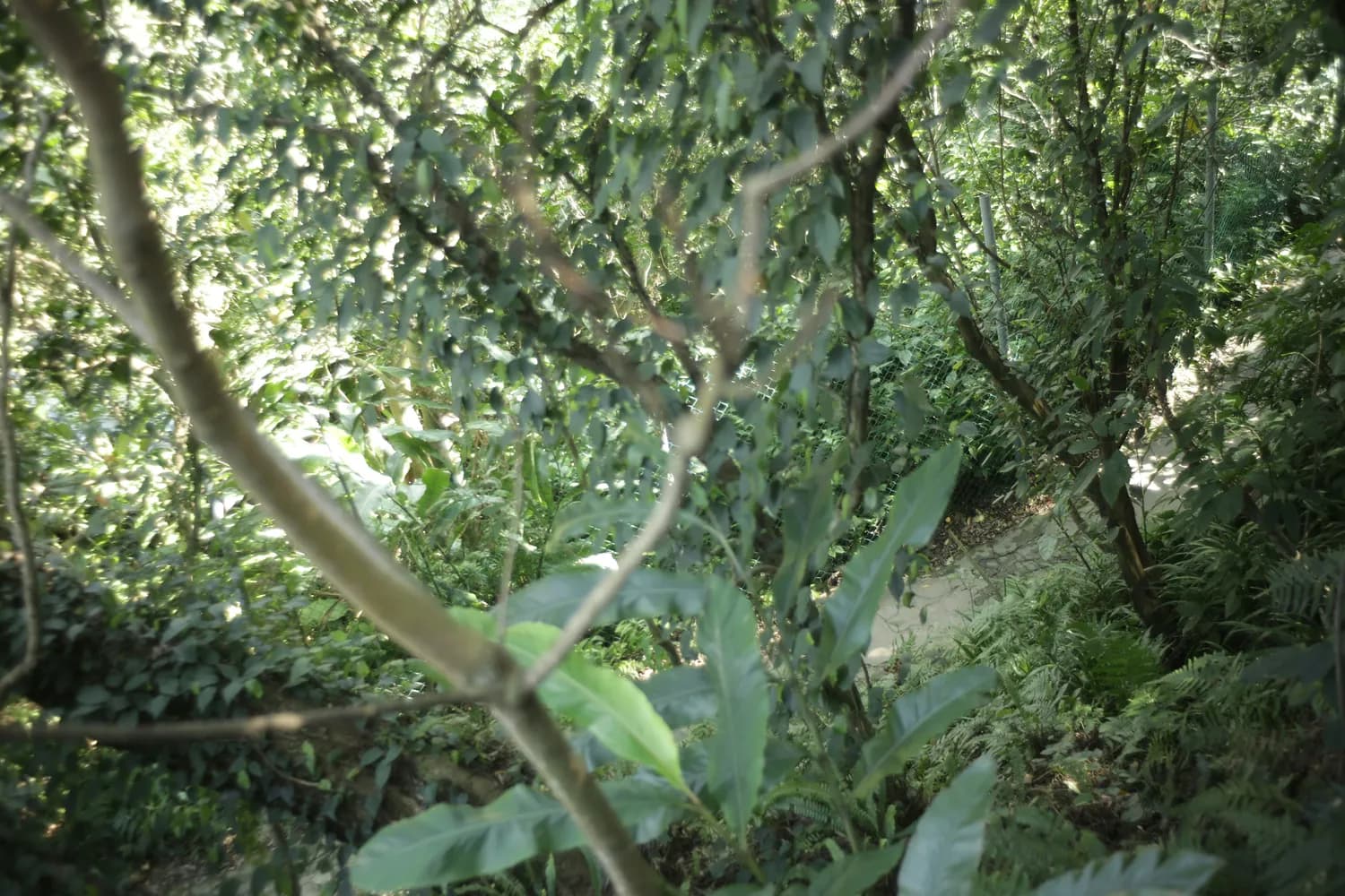 海风藤：风湿病患者的福音？