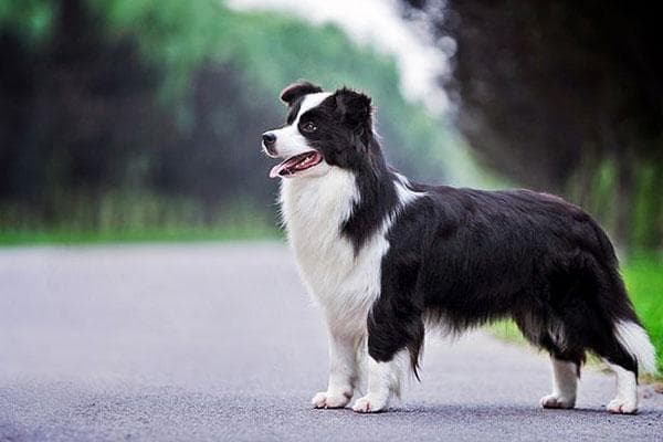 边境牧羊犬怎么教育