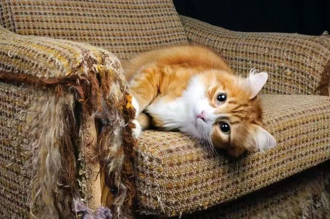 流浪猫“拆家”，谁担责？