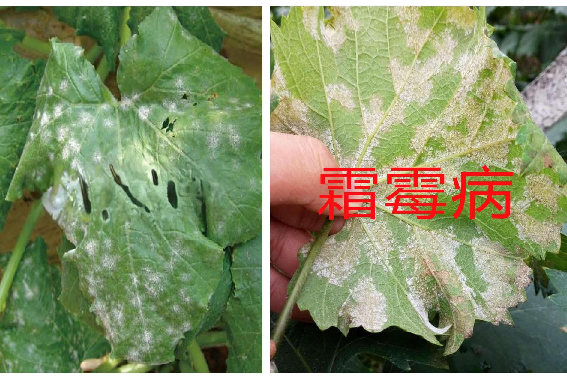 白粉病害和霜霉病害发病情况不一样，种植农民要注意正确识别分类防治