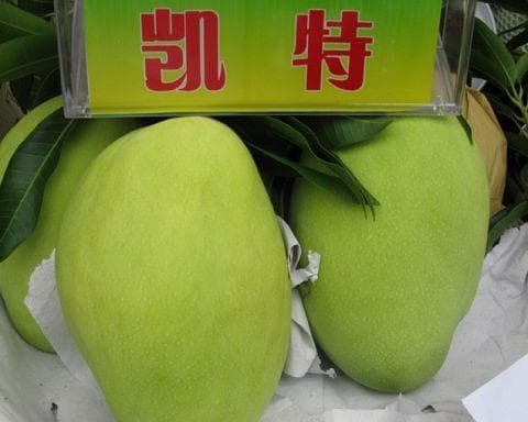 攀枝花芒果：晚熟的大芒果凯特芒