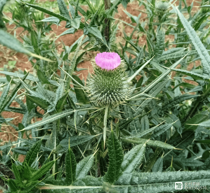 水飞蓟的价值应用