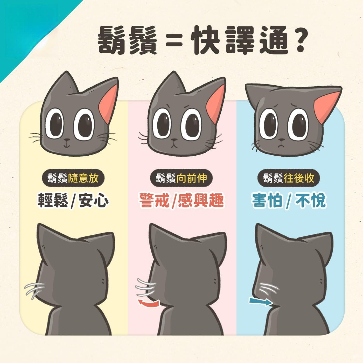 猫咪胡须的功能与护理：揭秘猫咪胡须的五大神奇作用
