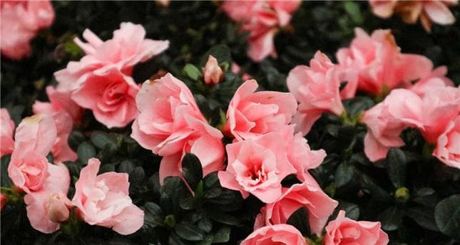 揭秘济南市花：金银花的历史渊源与文化内涵