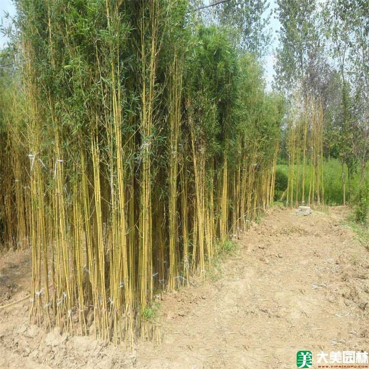 竹子是草还是树？