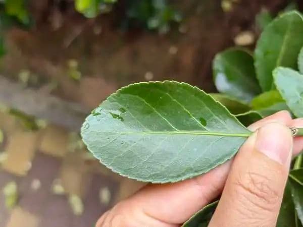 暑假带娃观察树叶：从初阶到高阶的科普指南