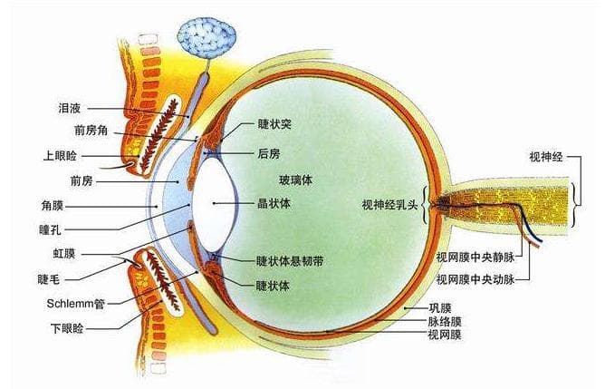 为什么天冷时眼睛却感觉不到冷？