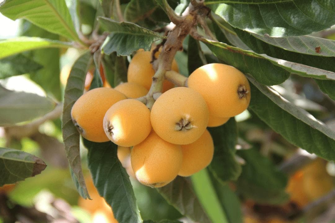 【食疗】一颗枇杷“五味药”！这个时令水果浑身是宝！