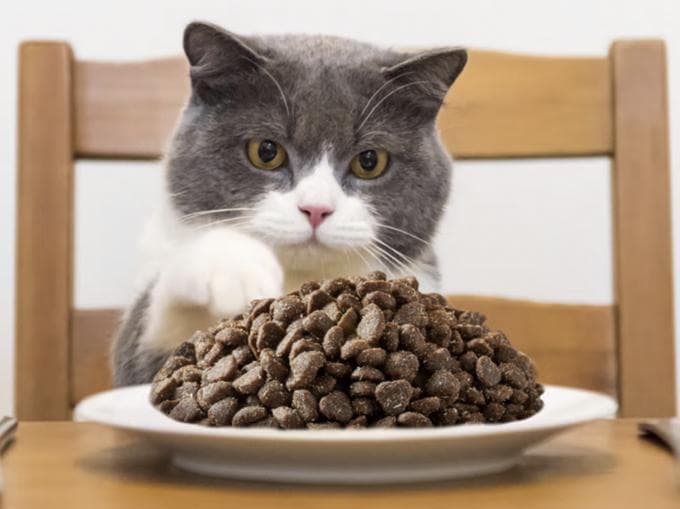 无谷冻干猫粮：猫咪的健康首选！