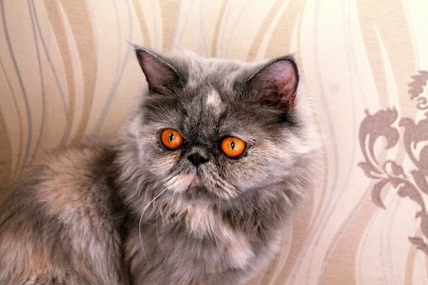 十二生肖形成时，猫还未传入中国