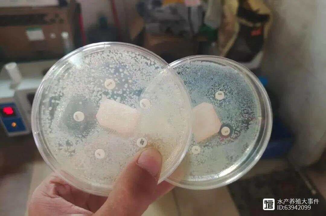 细菌性鱼病，如何保证最佳治疗效果？选对药物，争取救鱼黄金时间！