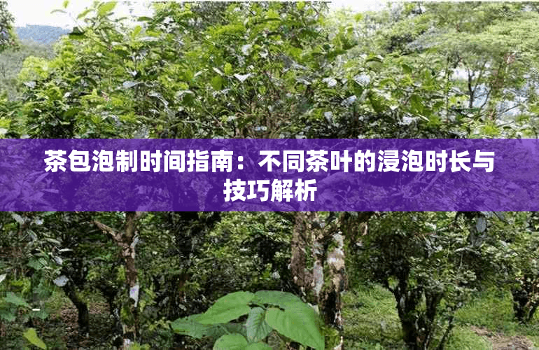 茶包泡制时间指南：不同茶叶的浸泡时长与技巧解析