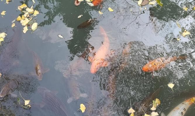 水质问题、寄生虫感染……养锦鲤如何预防五大疾病