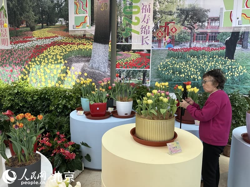 北京郁金香文化节在中山公园开幕 20个品种首次亮相