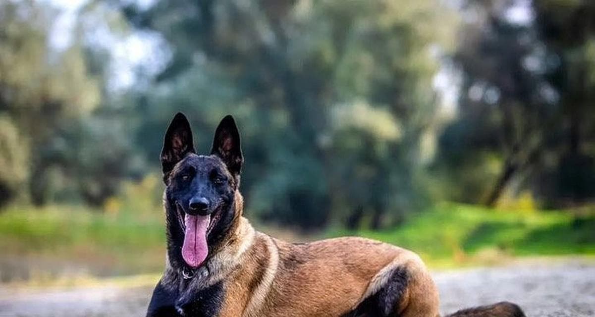 红马犬与黑马犬：外貌、性格、健康等全方位对比，助你选对理想宠物