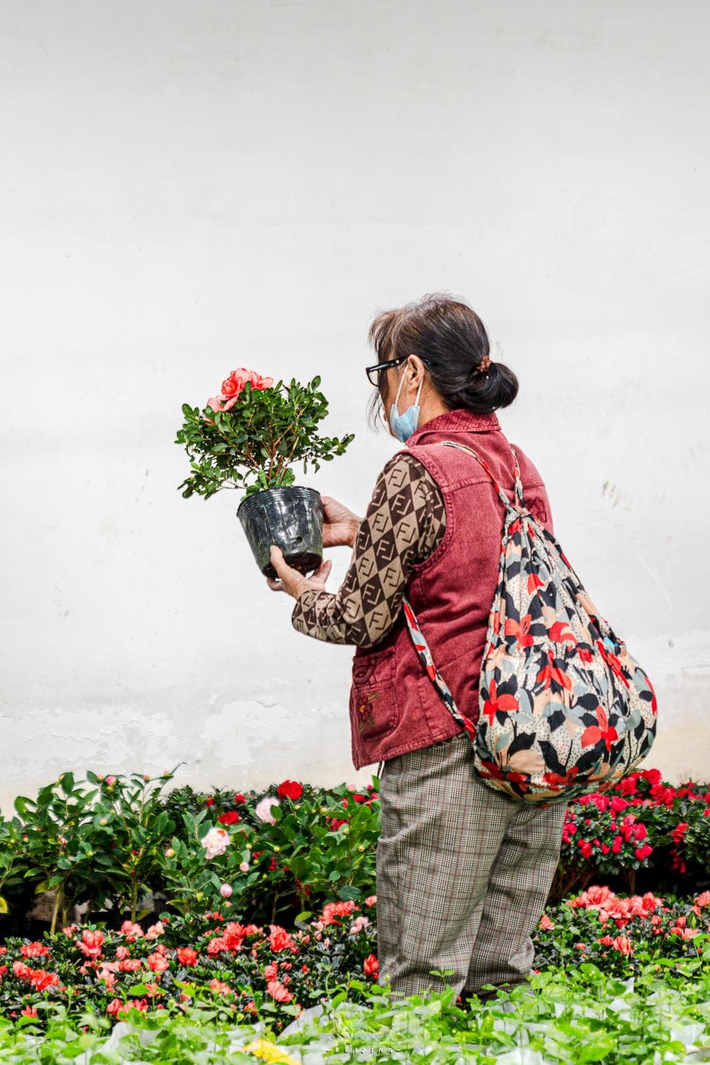 北京南四环众兴花卉市场：宝藏花市攻略