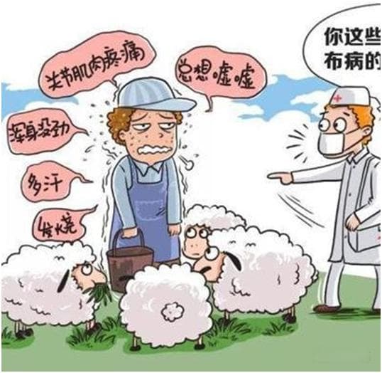 布鲁菌病：从源头到防护，全面守护健康