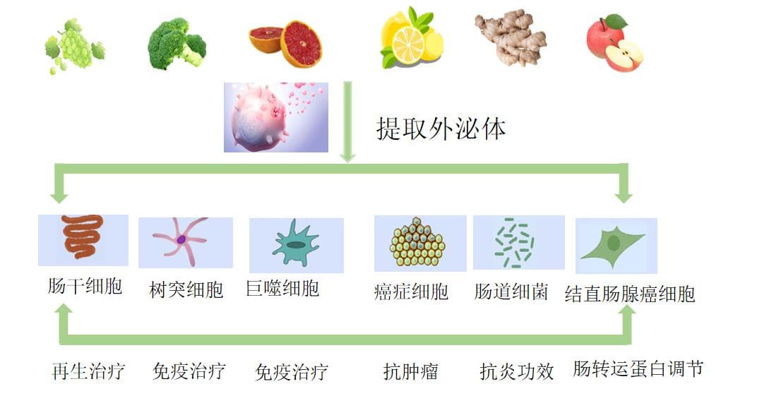植物外泌体-下一代生物治疗技术新星？