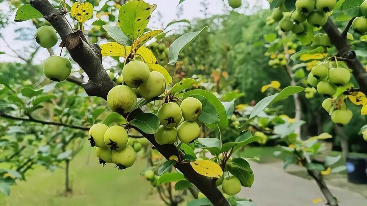 海棠果食用指南：营养价值与注意事项