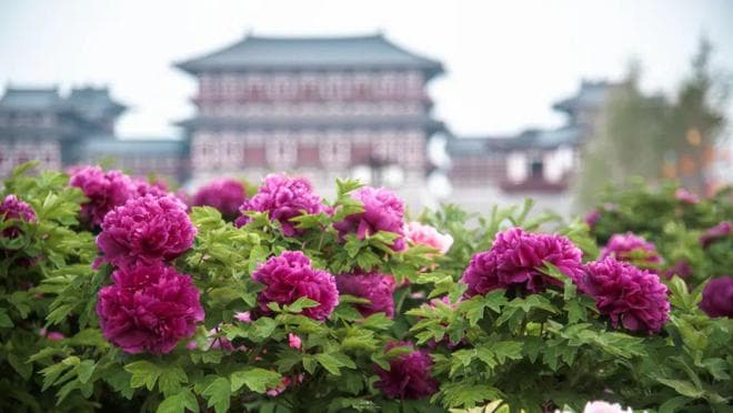 洛阳八大文旅项目强势上榜，四大新开工项目亮点纷呈
