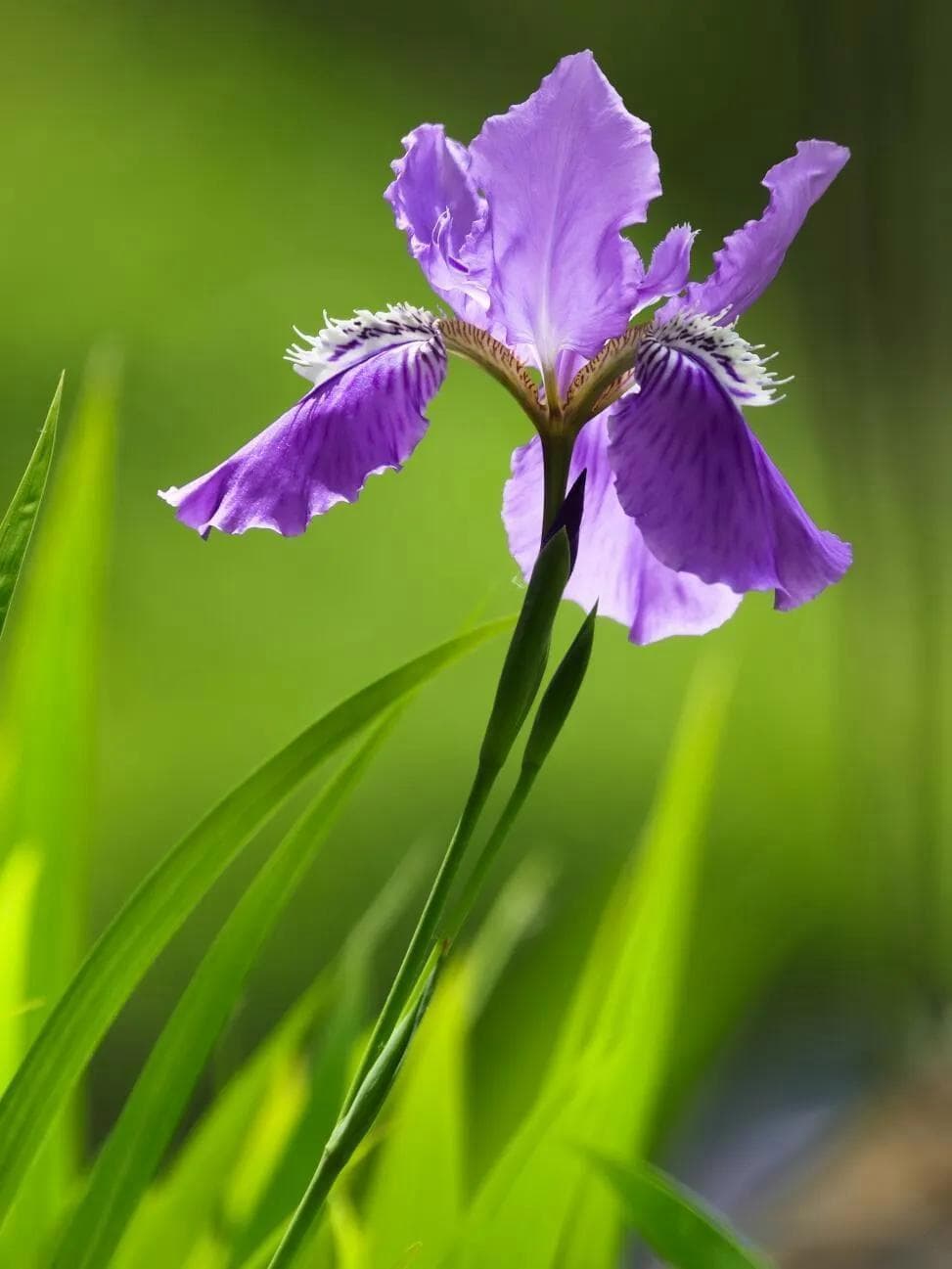 鸢尾花摄影攻略：逆光、虚化等5大技巧详解