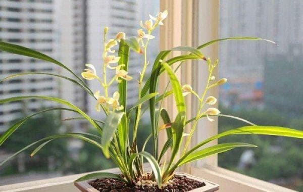 用醋浇兰花正确方法？如何给花浇醋