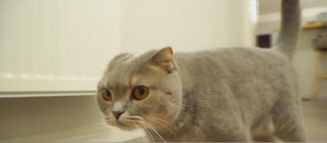 猫咪也得脂肪肝？嗜睡、厌食、体重减轻...当心饿出致命的脂肪肝！