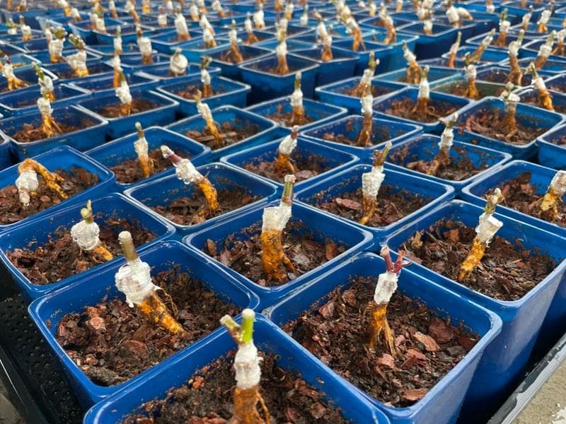 月季扦插苗好还是根接苗好？一文详解两种繁殖方式的区别