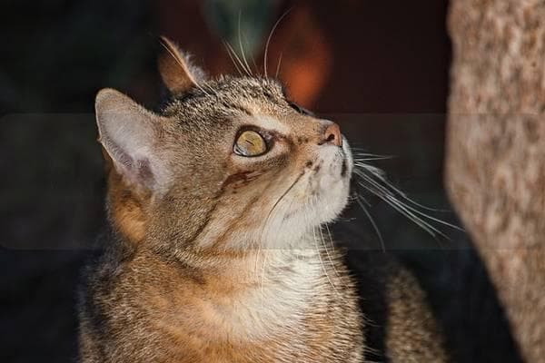 猫咪冷怎么办，教你几个温暖小妙招