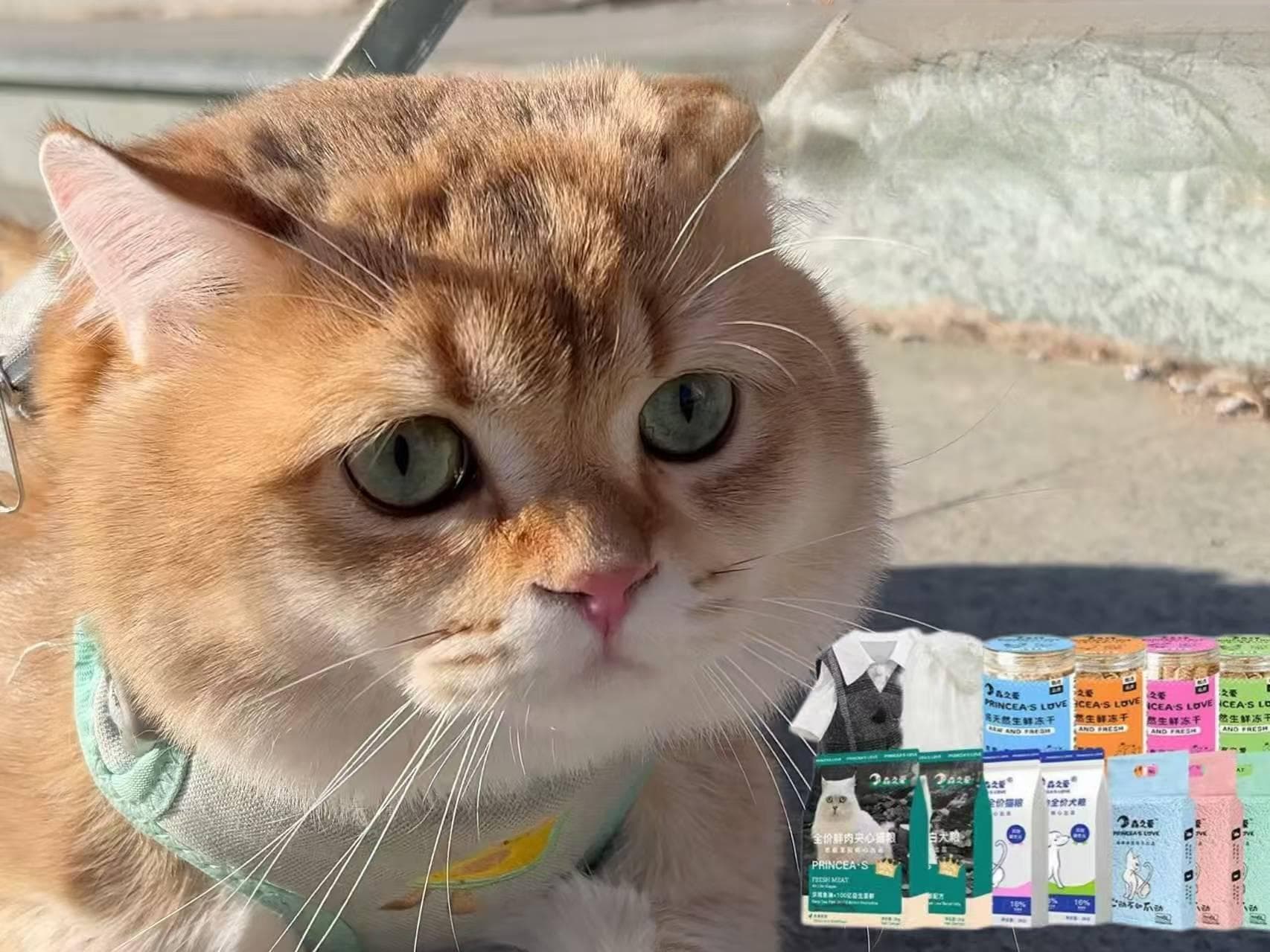 如何成功收服一只流浪猫？