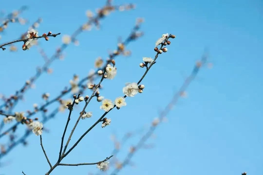 真香！新年马鞍山的第一波梅花，开了！