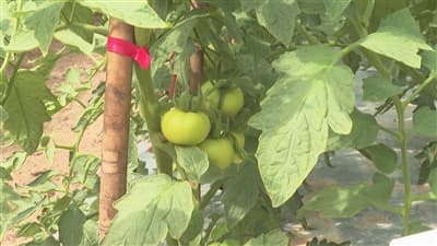 2025中国种子大会暨南繁硅谷论坛田间品种展示将于3月亮相