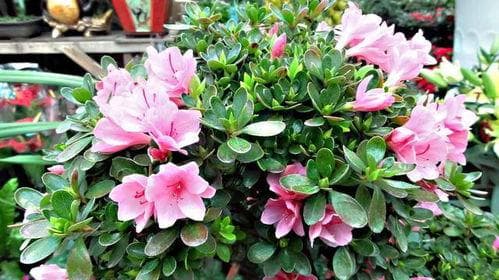 杜鹃花的寓意和象征