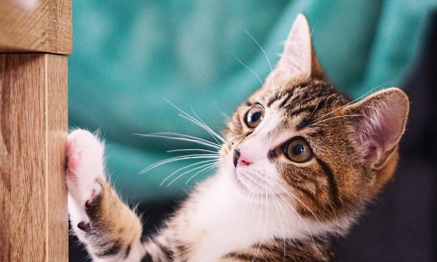 揭秘猫咪寿命：影响因素与延长寿命的实用策略