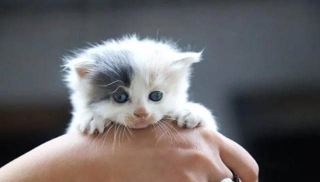 从顽皮到乖巧：掌握这些技巧，让你的小猫成为完美伙伴！