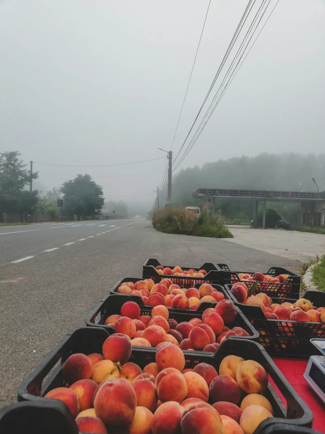 简阳晚白桃和简州大耳羊，带你走进乡村致富路