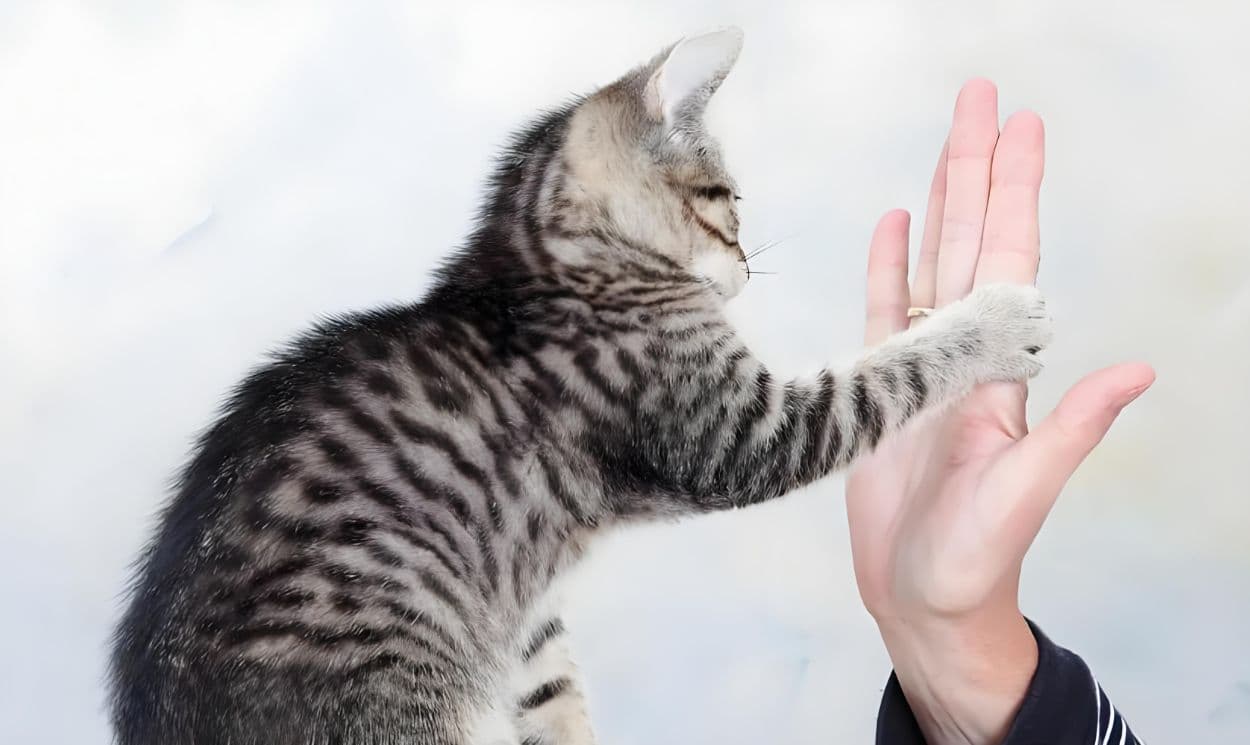 猫爪背后的情感密码