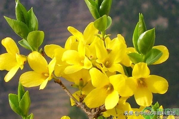 迎春花的开花时间是几月份（描述迎春花的花期季节）