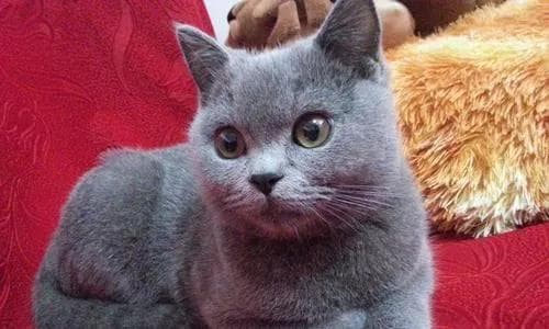 猫咪胃肠溃疡的预防与治疗（以宠物为主）