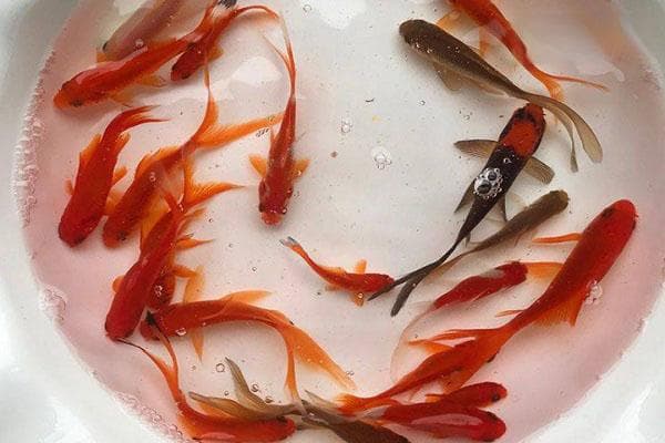 家养金鱼什么品种好养？