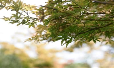 短剧“拿捏”住中老年人，启示我们什么