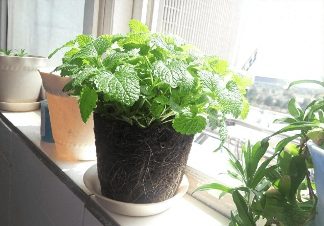 老中医最喜欢的5种花，清热败火，养上1盆，身体越来越健康！